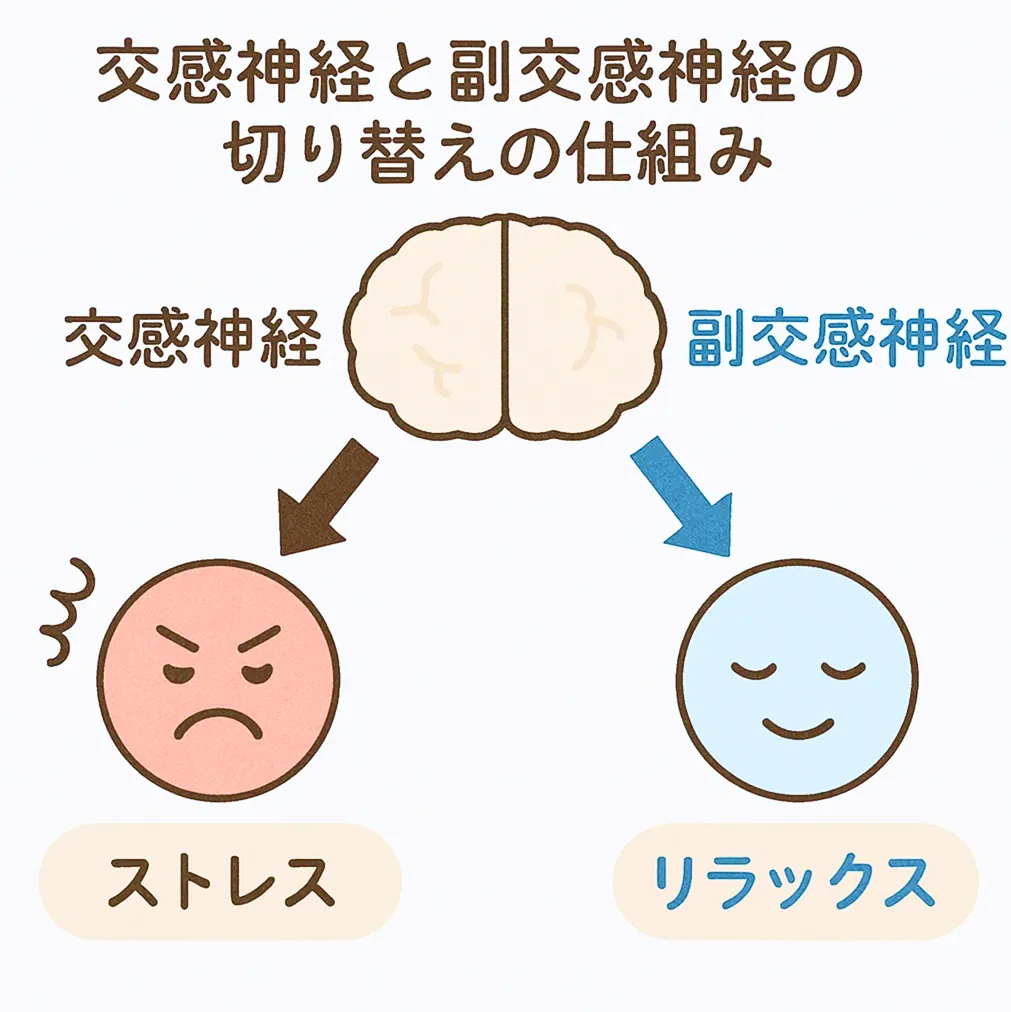 「交感神経と副交感神経の切り替えの仕組みを説明した図。ストレスとリラックスの関係」