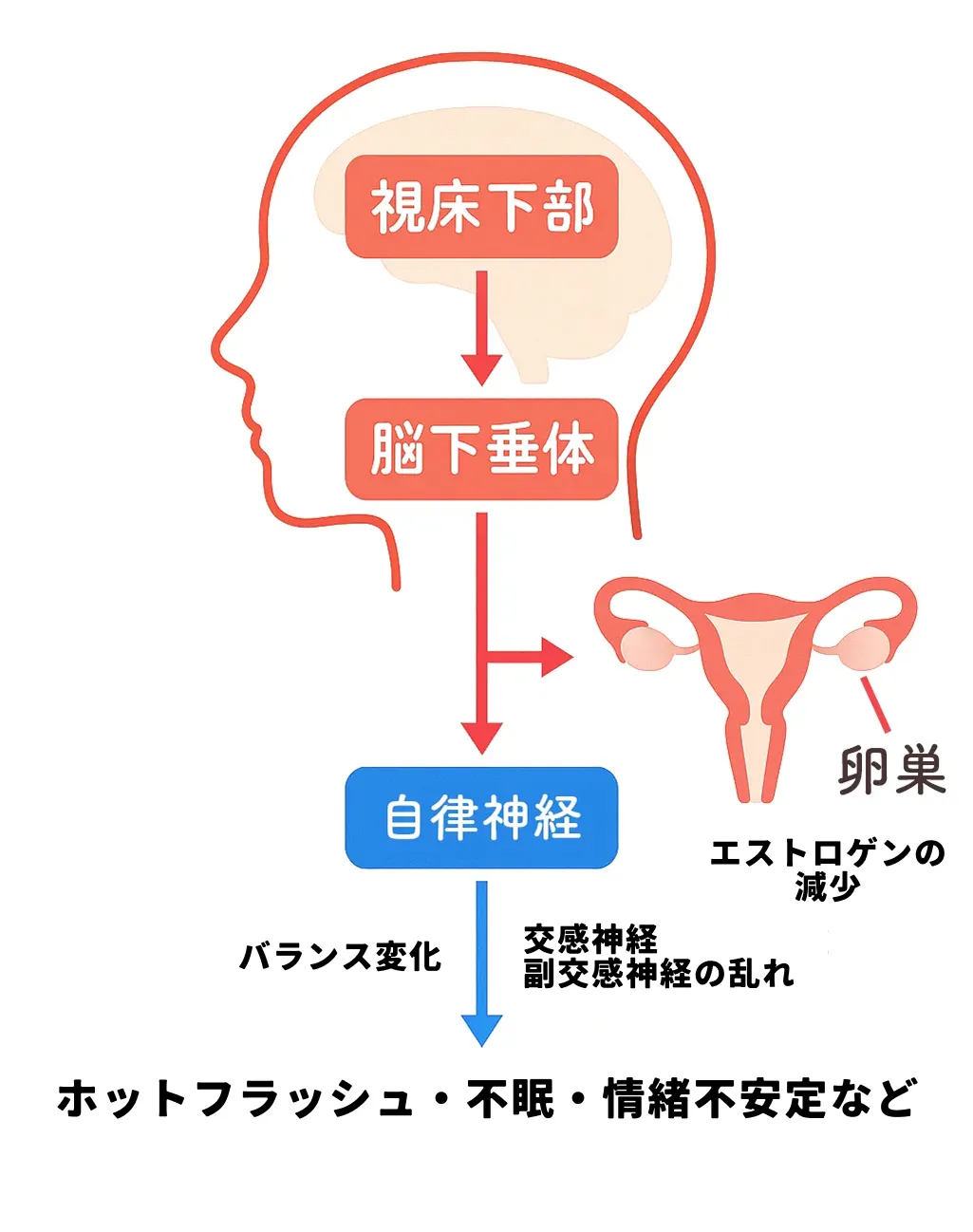 更年期におけるホルモンと自律神経の関係を示した図解