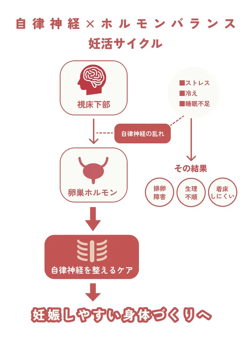 自律神経とホルモンバランスの乱れが妊活に与える影響と、ケアによって妊娠しやすい身体を目指す流れを示した図解。ストレス・冷え・睡眠不足により視床下部が影響を受け、自律神経の乱れや排卵障害・生理不順・着床不全などにつながることを説明している。